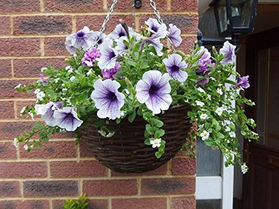 WILLVINE ATS-367 Funnel-Shaped Petunia Flower Seeds Seed(50 per packet)