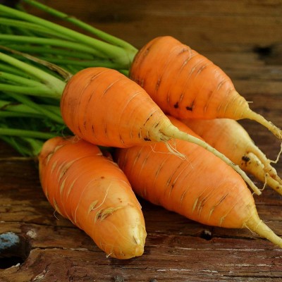 VibeX ® VLR-365 Oxheart (Guerande) Carrot Seeds Seed(500 per packet)