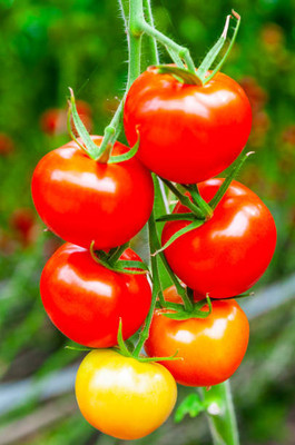 Aam ka beej tomato Seed(85 per packet)