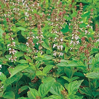 Qualtivate VXI-32 Lemon Basil Herb Seeds Seed(1000 per packet)
