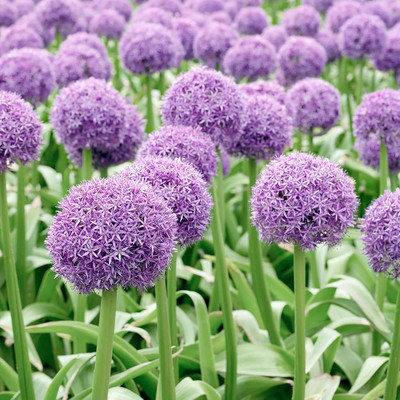 KNESSiN Easy to Grow Giant Ornamental Onion Vegetable Seeds For Gardening-(2400 Seeds) Seed(2400 per packet)