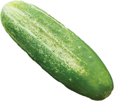 Qualtivate PUAS-6A Spacemaster Slicing Cucumber Seeds Seed(300 per packet)