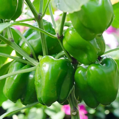 DEYS AGRO ™ capsicum seeds f1 hybrid green bell pepper vegetable Seed(50 per packet)