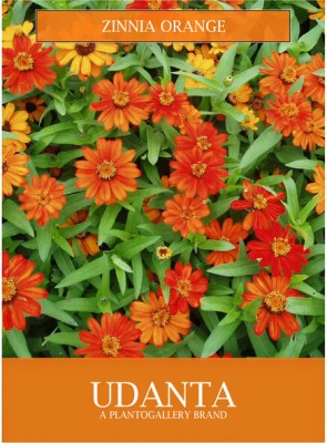 Udanta Zinnia Orange Flower Seeds For Summer Gardening Pack of 30-40 Seeds Seed(1 per packet)