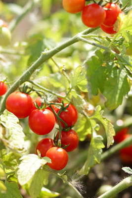 KOO Retails tomato Seed(145 per packet)