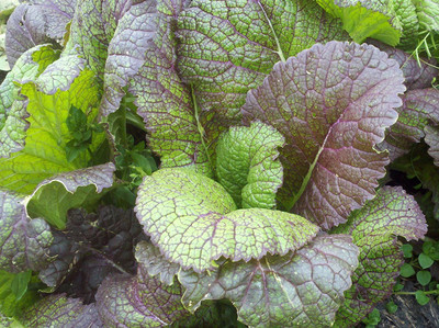 CYBEXIS Heirloom Mustard Red Giant Seeds2000 Seeds Seed(2000 per packet)