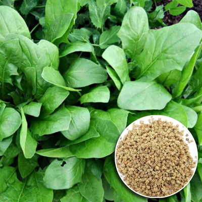 the green dotcom Spinach and Coriander for Home Gardening Seed(350 per packet)