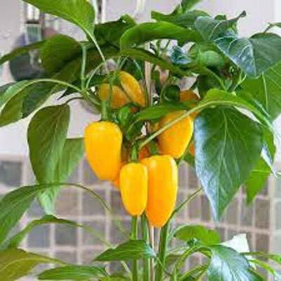 Qualtivate RES-9A Yellow Capsicum Vegetable Seeds Seed(100 per packet)