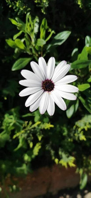 Lorvox F1 Hybrid Good Germination (Dimorphotheca) Seed(80 per packet)