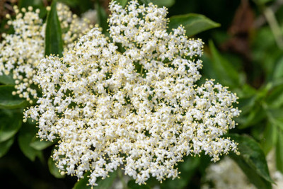 seedex gypsophila flower Seed(50 per packet)