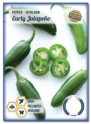 CYBEXIS Early Jalapeno Heirloom Pepper Chilli600 Seeds Seed(600 per packet)