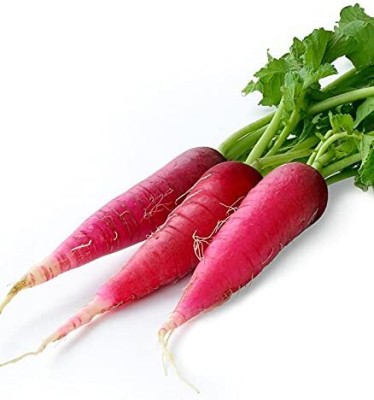 Lorvox Hybrid Vegetable Seeds - Mooli Seeds - (Red Long Radish) Seed(275 per packet)