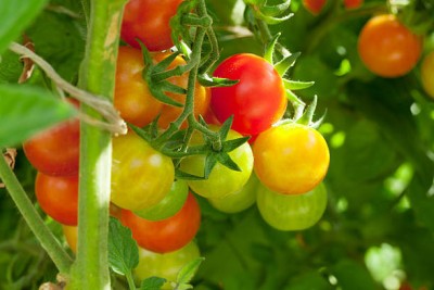 Kingdom tomato Seed(100 per packet)