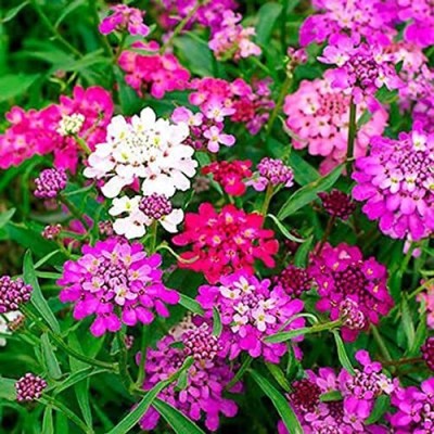 Aywal Candytuft Pink/White Wildflower Seed(90 per packet)