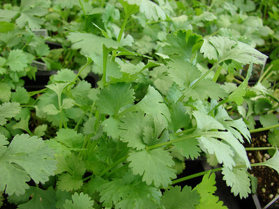 CEZIUS High Germination Cilantro/Coriander Herbs-a7E Seed(340 per packet)