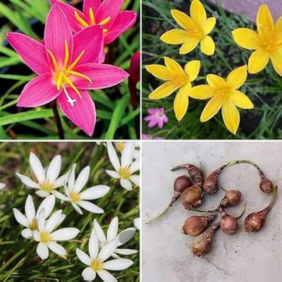 greenearthfarm Rain Lily Mix Flower Bulbs (Pack of 8) Seed(8 per packet)