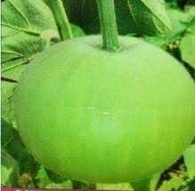DIOART LAUKI,GHIYYA,BOTTLE GOURD Seed(60 per packet)