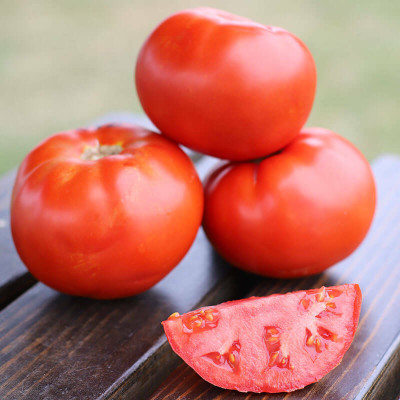 Quentova Tomato Red Deuce-XII-10L Seed(300 per packet)