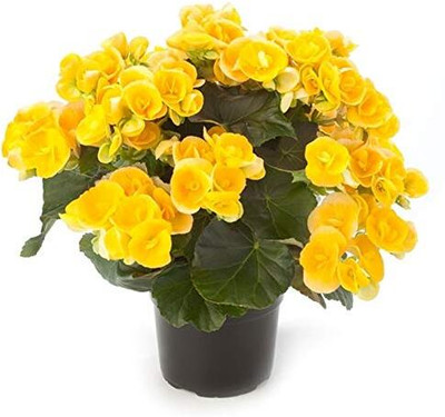 Qualtivate NDIR-136 Begonia Beautiful Multi-Colour Flowers Seeds Seed(25 per packet)