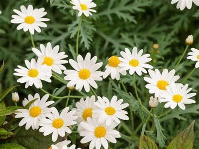 Qualtivate LX-74 Roman Chamomile Seeds Seed(250 per packet)