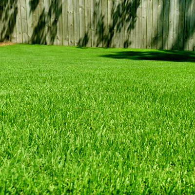 SREE Maxican Carpet Grass Seeds, Organic Seeds For Garden Seed(9000 per packet)