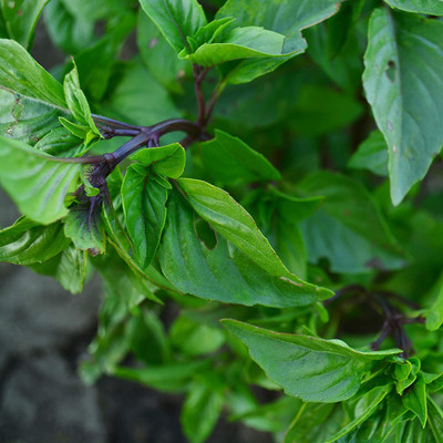 WILLVINE VXI-13 Basil Cinnamon Non GMO Seed(1000 per packet)