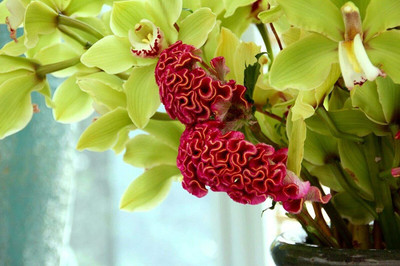 CYBEXIS Celosia Argentea VAR Cristata Red Plumed Cockscomb Annual Flower Favorite jocad Seed(50 per packet)