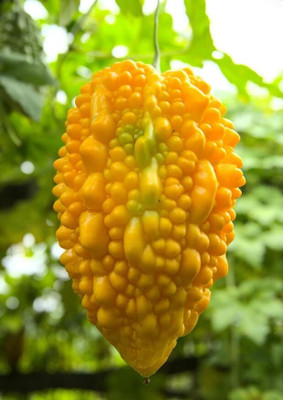 LPR KARELA ,BITTAR GOURD Seed(50 per packet)