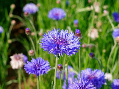 KANAYA Colorful Cornflower Seed(36 per packet)