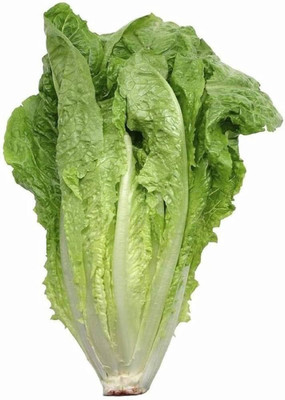 Dbbrothers Chinese Cabbage Seeds Pack of 28 Seed(28 per packet)
