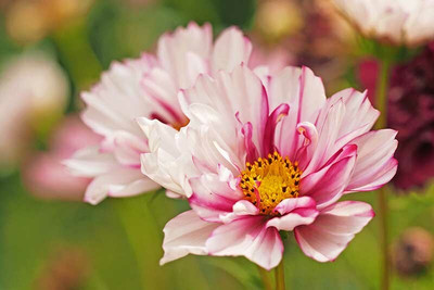 ZIXA Cosmos Double Click Bicolor Violet Seed(80 per packet)