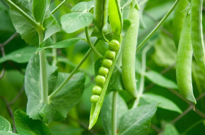 Quentova Super Sweet Peas Matar-VOX-11F Seed(20 per packet)