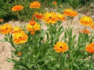 Lippy Organic Caledula Seed(100 per packet)