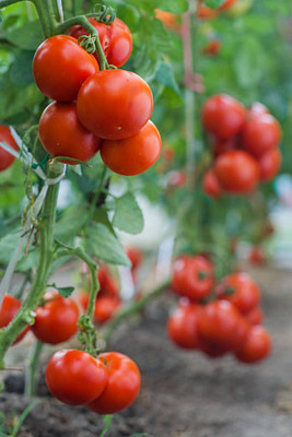 Oliver tomato Seed(105 per packet)