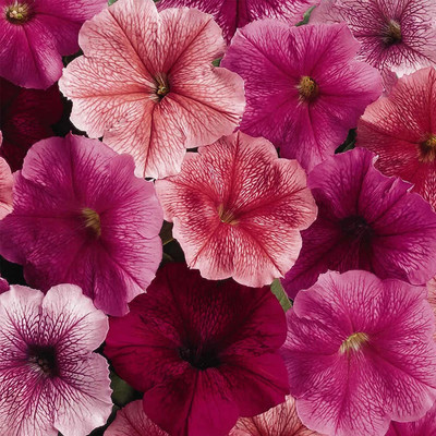 CYBEXIS XLR-74 - Petunia -Flower - Just (Vein Colored) Blooms - (180 Seeds) Seed(180 per packet)