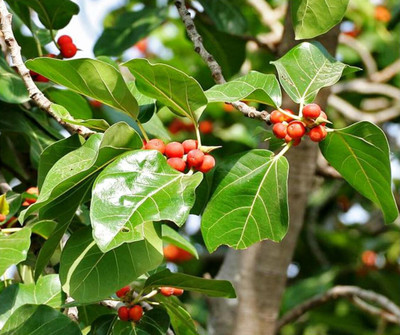 Greenwill Bnayan Tree (Ficus benghalensis), Bargad Tree Seed(100 per packet)