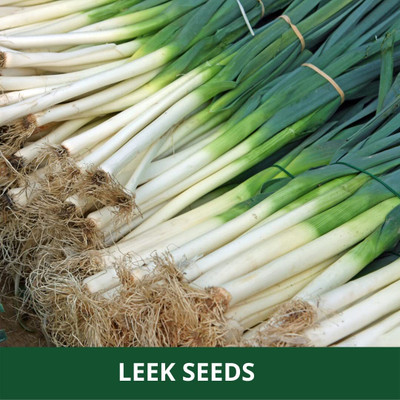 WILLVINE PAU -I LEEK/GREEN ONION SEEDS [5g] Seed(3000 per packet)