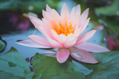 ratana halder lotus,kamal gatta Seed(14 per packet)