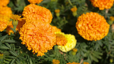 Crumar marigold/gende ka phool flower seeds Seed(75 per packet)