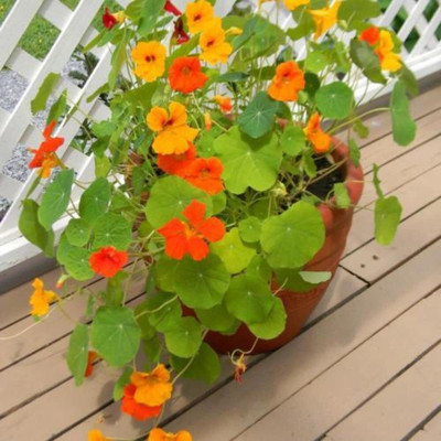 Aywal Nasturtium Dwarf Single Mixed Flower Seed(13 per packet)