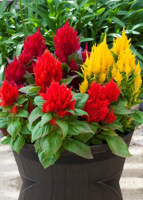 ZIXA CELOSIA BRIGHT SPARKS MIX Seed(20 per packet)