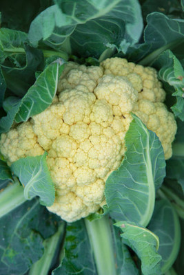 ginnienterpris white cauliflower,gobhee seeds Seed(25 per packet)