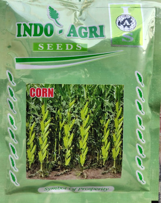 HYBRID 100g, hybrid maize, corn, makka seed highest yield long bhutta best quality Seed(10 per packet)