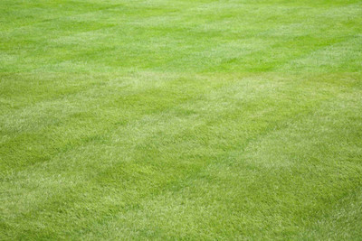Pbevergreen Grass Seed Home Garden Seed(10000 per packet)