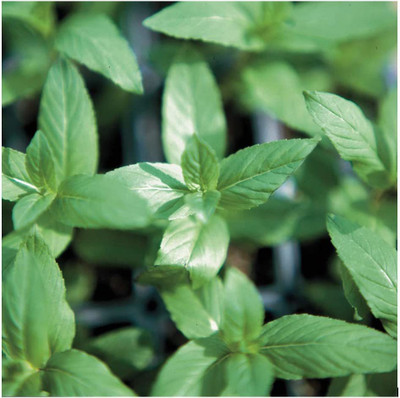 CYBEXIS LX-81 - Peppermint Herb - (450 Seeds) Seed(450 per packet)