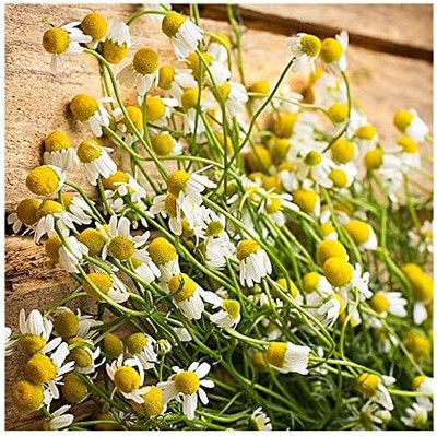 CYBEXIS PAU-62 - Roman Chamomile - (250 Seeds) Seed(250 per packet)