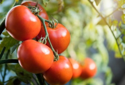 Pivotal Life tomato Seed(30 per packet)