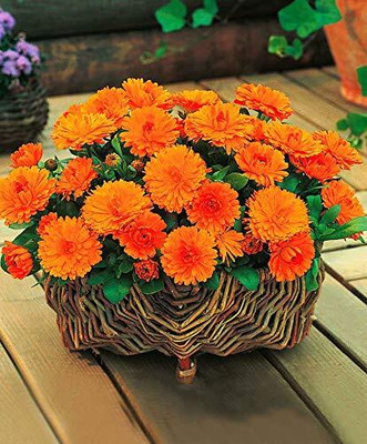 CRGO CALENDULA Seed(15 per packet)