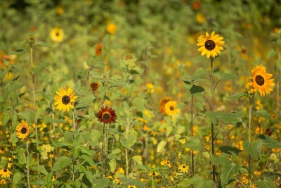 Qualtivate HYB-6A Sunflower Seed Packets - Helianthus Seed(200 per packet)