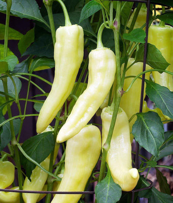 KANAYA Chilli F1 (moti mirch) Seed(60 per packet)